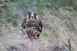 <p>SOKOL STĚHOVAVÝ (Falco peregrinus) - sokolnicky vedený ---- /Peregrine falcon - Wanderfalke/</p>