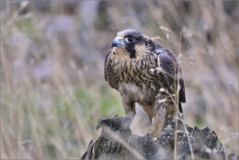 <p>SOKOL STĚHOVAVÝ (Falco peregrinus) - ---- /Peregrine falcon - Wanderfalke/</p>