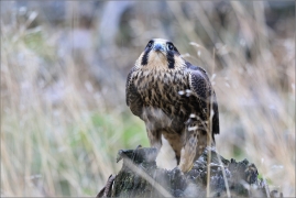 <p>SOKOL STĚHOVAVÝ (Falco peregrinus) - sokolnicky vedený ---- /Peregrine falcon - Wanderfalke/</p>