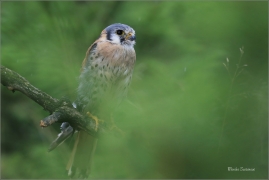 <p>POŠTOLKA VRABČÍ (Falco sparverius) sokolnicky vedená ---- /American kestrel - Buntfalke/</p>