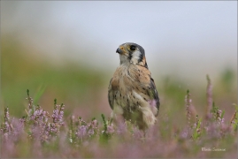 <p>POŠTOLKA VRABČÍ (Falco sparverius) sokolnicky vedená ---- /American kestrel - Buntfalke/</p>