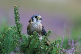 <p>POŠTOLKA VRABČÍ (Falco sparverius) ---- /American kestrel - Buntfalke/</p>