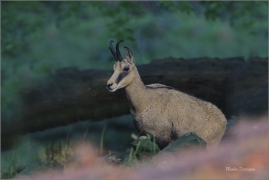 <p>KAMZÍK HORSKÝ (Rupicapra rupicapra) Lužické hory, pod Studencem ---- /Chamois - Gämse/</p>