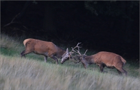 <p>JELEN LESNÍ (Cervus elaphus) Lužické hory - pod Studencem / Red deer - Rothirsch/</p>