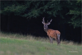 <p>JELEN LESNÍ (Cervus elaphus) Lužické hory - pod Studencem / Red deer / Rothirsch</p>