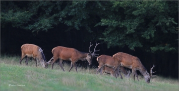 <p>JELEN LESNÍ (Cervus elaphus) Lužické hory-pod Studencem --- / Red deer / Rothirsch</p>