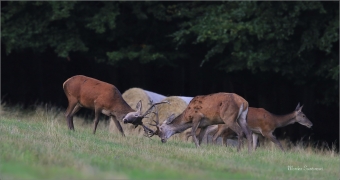 <p>JELEN LESNÍ (Cervus elaphus) Lužické hory - pod Studencem / Red deer / Rothirsch</p>