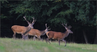 <p>JELEN LESNÍ (Cervus elaphus) Lužické hory - pod Studencem / Red deer / Rothirsch</p>