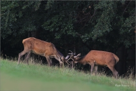 <p>JELEN LESNÍ (Cervus elaphus) Lužické hory - pod Studencem / Red deer - Rothirsch/</p>