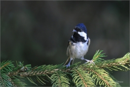 <p>SÝKORA UHELNÍČEK (Periparus ater) ---- /Coal tit - Tannenmeise/</p>