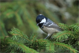 <p>SÝKORA UHELNÍČEK (Periparus ater) ---- /Coal tit - Tannenmeise/</p>
