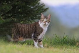 <p>Miuška</p>