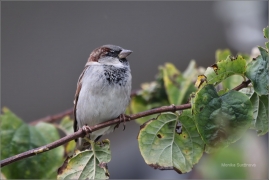 <p>VRABEC DOMÁCÍ (Passer domesticus) /House sparrow – Hausperling/</p>