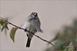 <p>VRABEC DOMÁCÍ (Passer domesticus) /House sparrow – Hausperling/</p>