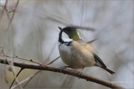 <p>SÝKORA UHELNÍČEK (Periparus ater) /Coal tit - Tannenmeise/</p>