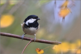 <p>SÝKORA UHELNÍČEK (Periparus ater) /Coal tit - Tannenmeise/</p>