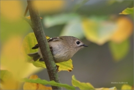 <p>KRÁLÍČEK OBECNÝ (Regulus regulus) /Goldcrest - Wintergoldhähnchen/</p>