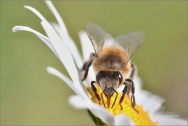 <p>VČELA MEDONOSNÁ (Apis mellifera) ---- /Western honey bee - Westliche Honigbiene/</p>