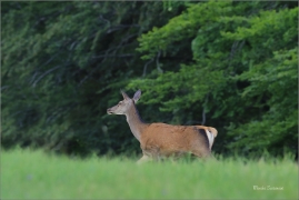 <p>JELEN LESNÍ (Cervus elaphus) Lužické hory - pod Studencem / Red deer / Rothirsch</p>