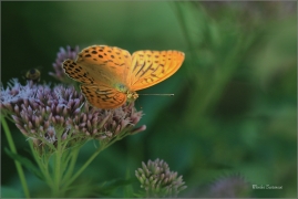<p>PERLEŤOVEC STŘÍBROPÁSEK - (Argynnis paphia) ---- /Silver-washed fritillary - Kaisermantel/</p>