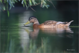 <p>KACHNA DIVOKÁ (Anas platyrhynchos) ---- /Mallard - Stockente/</p>