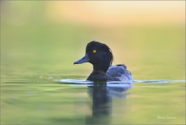 <p>Polák chocholačka (Aythya fuligula) –--- /Tufted duck – Reiherente/</p>