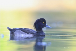 <p>Polák chocholačka (Aythya fuligula) –--- /Tufted duck – Reiherente/</p>