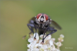 <p>MASAŘKA OBECNÁ (Sarcophaga carnaria) ---- /Common flesh fly - Graue Fleischfliege/</p>