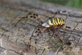 <p>KŘIŽÁK PRUHOVANÝ (Argiope bruennichi) ---- /Wasp spider - Wespenspinne/</p>
