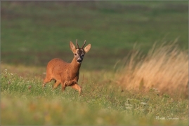 <p>SRNEC OBECNÝ (Capreolus capreolus) Šluknovskop - Jiříkov --- /European roe deer - Reh/</p>