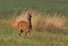 <p>SRNEC OBECNÝ (Capreolus capreolus) Šluknovskop - Jiříkov --- /European roe deer - Reh/</p>