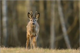 <p>SRNEC OBECNÝ (Capreolus capreolus) Šluknovsko - Harta --- /European roe deer - Reh/</p>