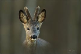 <p>SRNEC OBECNÝ (Capreolus capreolus)  --- /European roe deer - Reh/</p>