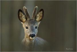 <p>SRNEC OBECNÝ (Capreolus capreolus) Šluknovsko - Harta --- /European roe deer - Reh/</p>