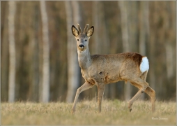 <p>SRNEC OBECNÝ (Capreolus capreolus) Šluknovsko Harta- --- /European roe deer - Reh/</p>