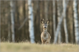 <p>SRNEC OBECNÝ (Capreolus capreolus) Šluknovsko - Harta --- /European roe deer - Reh/</p>