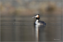 <p>POTÁPKA ROHÁČ (Podiceps cristatus) –--- /Great grested grebe - Haubentaucher/</p>