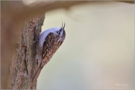 <p>ŠOUPÁLEK DLOUHOPRSTÝ (Certhia familiaris) Českolipsko ---– /Eurasian treecreeper – Waldbaumläufer/</p>