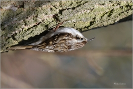<p>ŠOUPÁLEK DLOUHOPRSTÝ (Certhia familiaris) Českolipsko ---– /Eurasian treecreeper – Waldbaumläufer/</p>