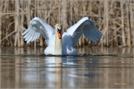 <p>LABUŤ VELKÁ (Cygnus olor) Českolipsko /Mute swan - Höckerschwan/</p>