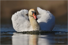 <p>LABUŤ VELKÁ (Cygnus olor) Českolipsko /Mute swan - Höckerschwan/</p>