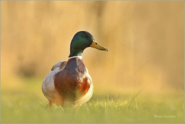 <p>KACHNA DIVOKÁ (Anas platyrhynchos) /Mallard - Stockente/</p>