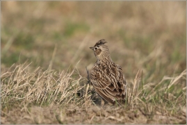 <p>SKŘIVAN POLNÍ (Alauda arvensis) - Šluknovsko, Jiříkov ---- /Eurasian skylark - Feldlerche/</p>