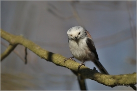<p>MLYNAŘÍK DLOUHOOCASÝ (Aegithalos caudatus) Šluknovs ---- /Long-tailed-tit - Schwanzmeise/</p>