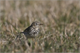 <p>LINDUŠKA LUČNÍ (Anthus pratensis) Šluknovsko - Jiříkov ---- /Meadow pipit - Wiesenpieper/</p>