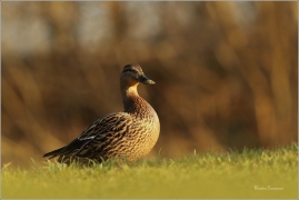 <p>KACHNA DIVOKÁ (Anas platyrhynchos) /Mallard - Stockente/</p>