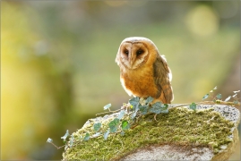 <p>SOVA PÁLENÁ (Tyto alba) v lidské péči /Western barn owl - Schleiereule/</p>