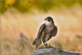 <p>SOKOL STĚHOVAVÝ (Falco peregrinus) v LP ---- /Peregrine falcon - Wanderfalke/</p>