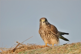 <p>POŠTOLKA OBECNÁ (Falco tinnunculus) Šluknovsko - Království ---- /Common kestrel - Turmfalke/</p>