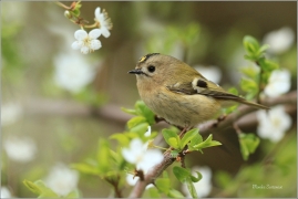 <p>KRÁLÍČEK OBECNÝ (Regulus regulus) Šluknovsko - Jiříkov --- /Goldcrest - Wintergoldhähnchen/</p>